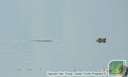 Rùa quý hiếm nhất thế giới nổi ở hồ Đồng Mô ảnh 1