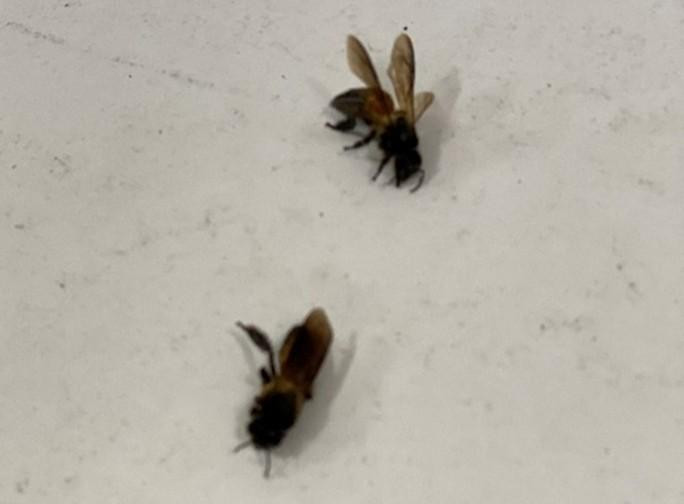 2 trong số các con ong mật đã tấn công các nạn nhân