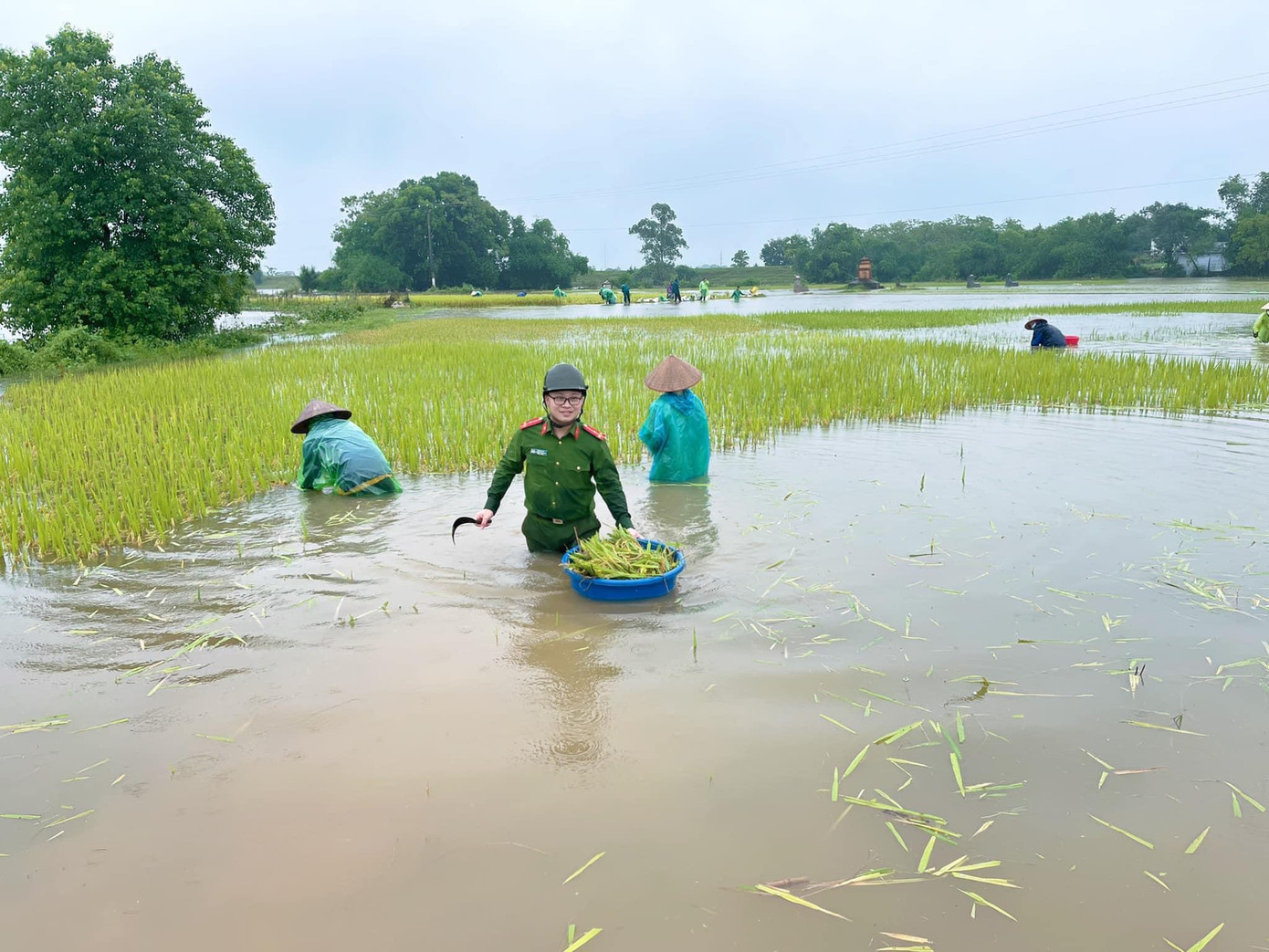 Lực lượng Công an và người dân thu hoạch lúa chạy ngập tại khu vực cánh đồng thôn Hoàng Xá, xã Lại Thượng.