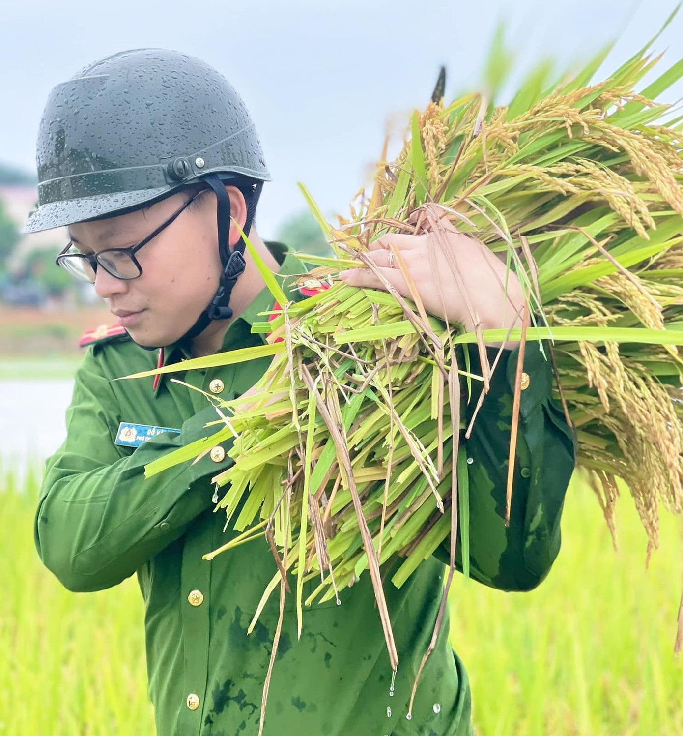 Đặc biệt số lúa và hoa màu này sắp tới ngày thu hoạch.