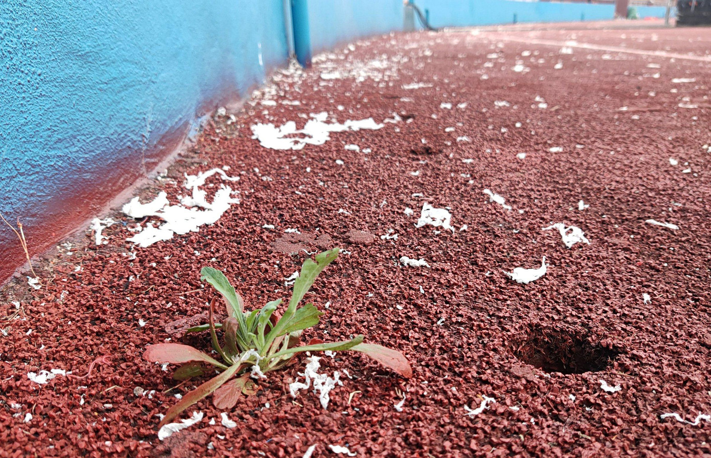 Trận đấu tối 8/5 diễn ra dưới thời tiết mưa, vì vậy giấy vệ sinh bị ướt và bám chặt vào đường piste, hàng ghế trên khán đài. Công nhân vệ phải dọn dẹp từ 6h30 đến 10h30 vẫn chưa xong. Trận đấu tối 8/5 diễn ra dưới thời tiết mưa, vì vậy giấy vệ sinh bị ướt và bám chặt vào đường piste, hàng ghế trên khán đài. Công nhân vệ phải dọn dẹp từ 6h30 đến 10h30 vẫn chưa xong.