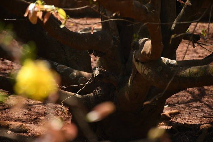 Cây mai chỉ có nhiều cành tỏa ra đều từ gốc. Gốc mai có chu vi 1,2 mét.