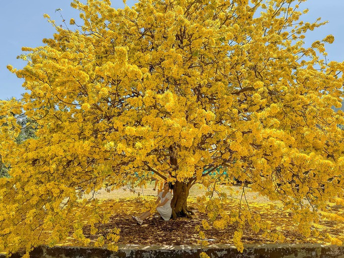 Cây mai chỉ khoe sắc đồng loạt vào ngày 30 tháng Chạp (Ảnh chụp dịp Tết 2022)