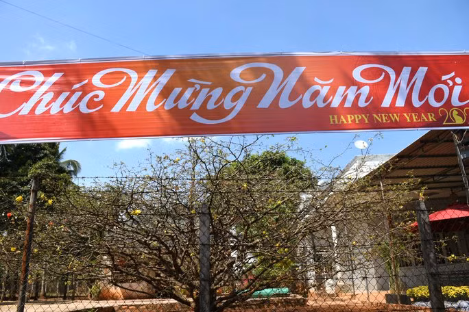 Theo tấm bảng được đặt cạnh gốc mai ghi thông tin: "Khởi nguồn từ ông bạn (bác Xí - đã mất) trồng từ năm 1964 cho ba (Trần Công Định) vào năm 1984 chăm sóc. Sau đó chuyển cho con (Trần Công Thạnh) năm 1985 trồng ra đất và chăm sóc cho tới nay".