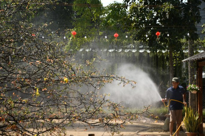 Tưới nước cho cây mai giữa trưa