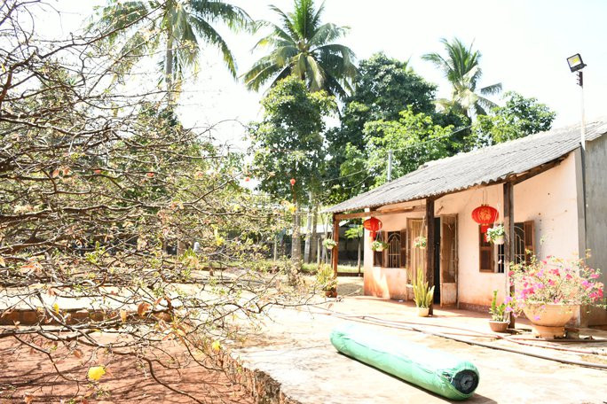 Khu vườn nhà ông Thạnh chỉ có một cây mai duy nhất. Cây mai có tuổi đời gần 60 năm trước kia được trồng trong chậu gỗ.