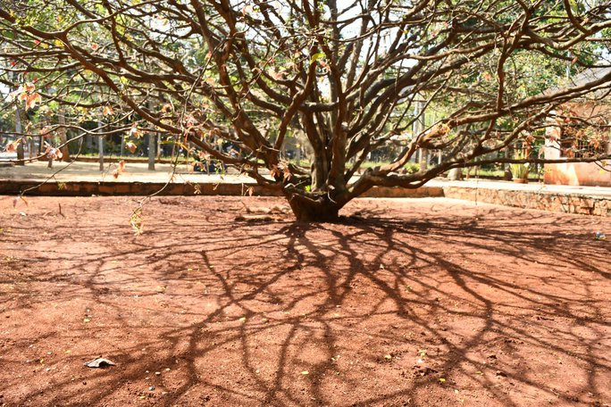 Cây mai có chiều cao 4m, tán rộng hơn 5m