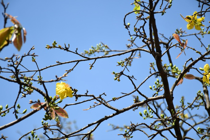 Hàng ngàn nụ hoa đang chờ khoe sắc vào đúng dịp ngày 30 tháng Chạp và mùng 1 Tết