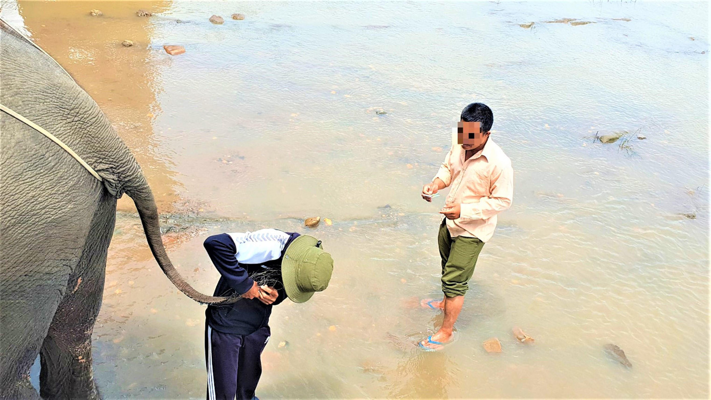 Nài voi cắt lông đuôi voi trực tiếp bán cho khách Nài voi cắt lông đuôi voi trực tiếp bán cho khách