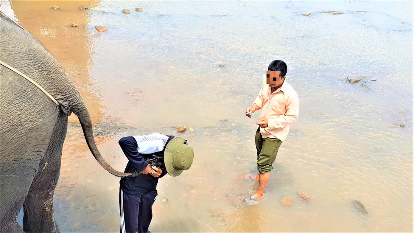 Nài voi cắt lông đuôi voi trực tiếp bán cho khách