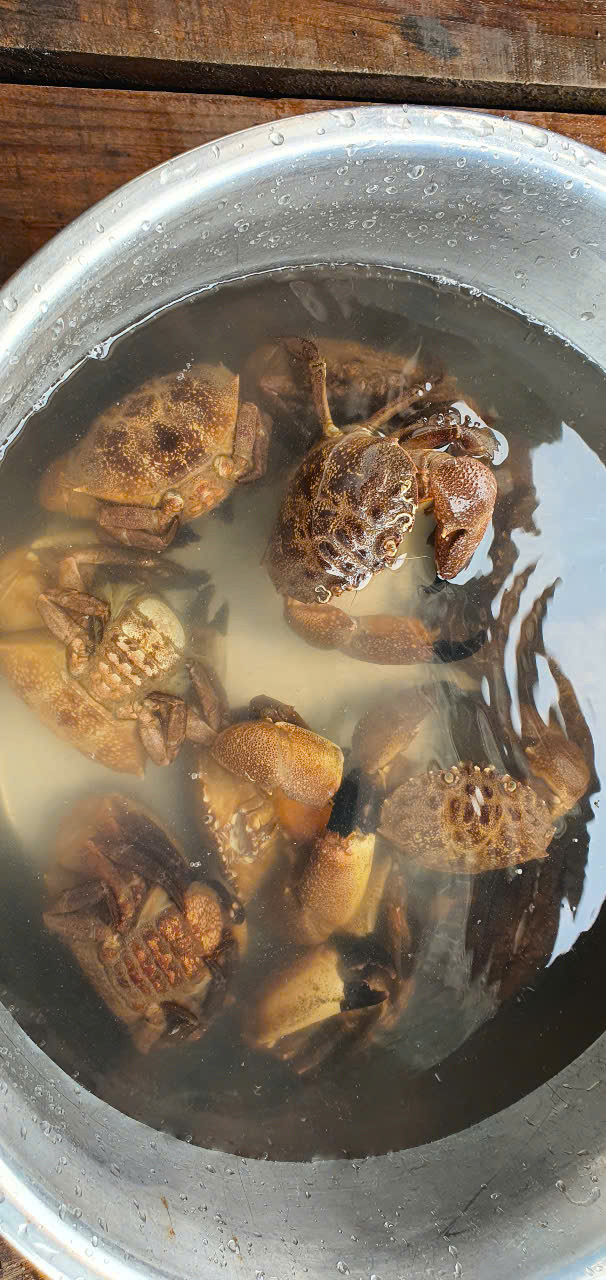 Cù kỳ-đặc sản biển Vân Đồn