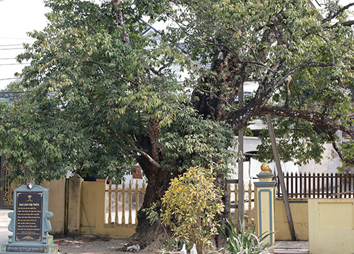 Toàn cảnh “cụ” thị của làng Dị Nậu