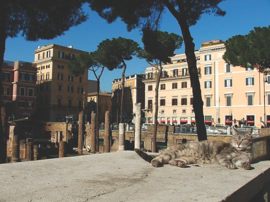 Một con mèo thư giãn ở quảng trường Largo di Torre Argentina