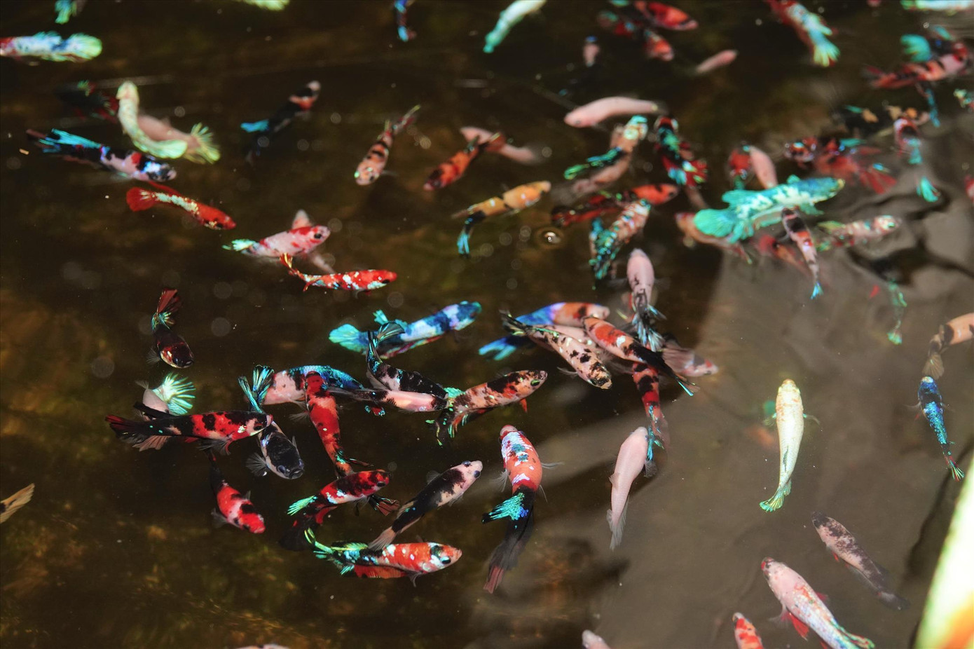 Những chú cá kiểng đủ màu sắc, bơi lội trong nước như một vũ công hớp hồn người chơi. Ảnh: Kim Hà