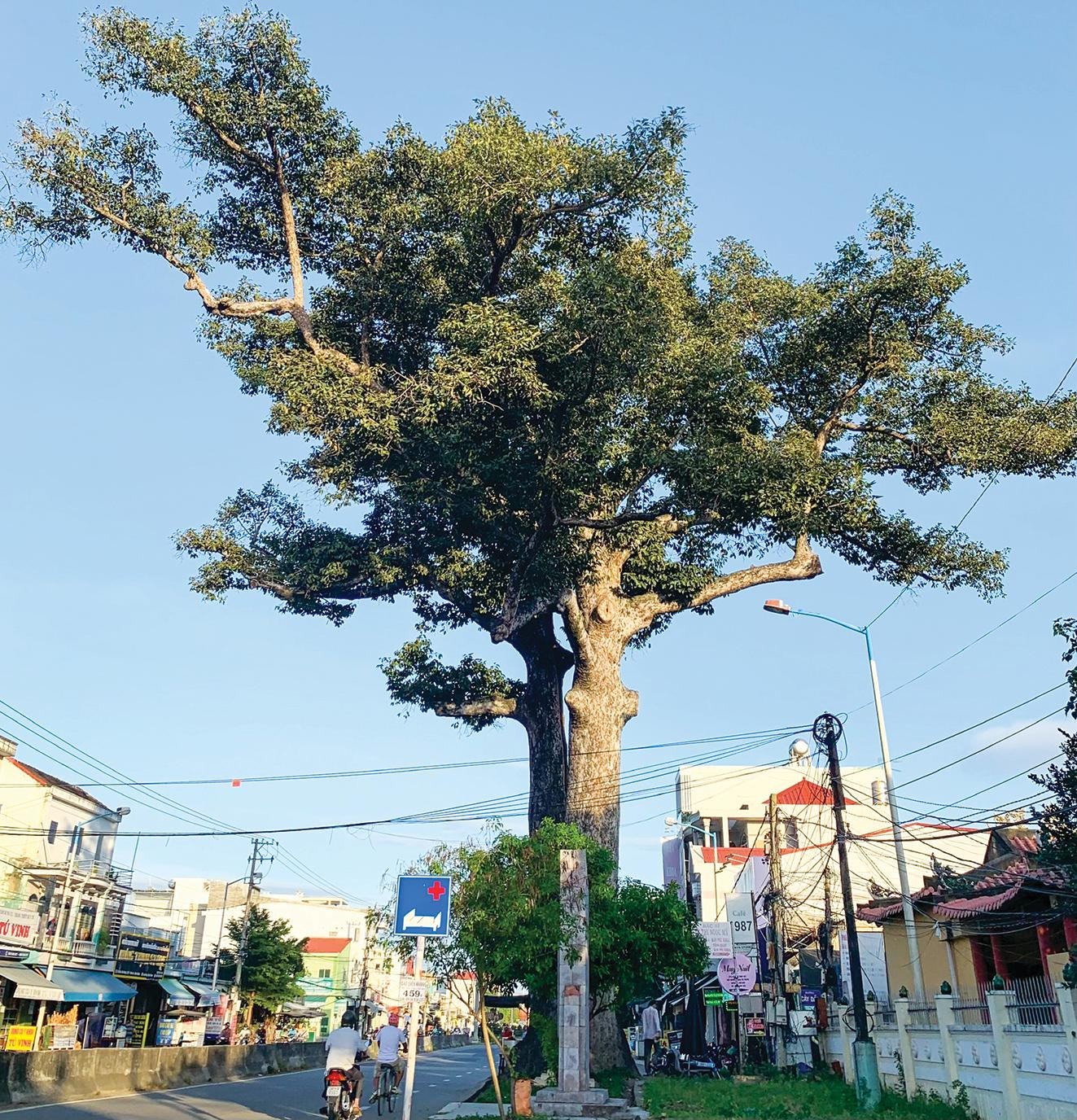 Cây Dầu đôi cao khoảng 30m, gốc to đến ba bốn người ôm không xuể Cây Dầu đôi cao khoảng 30m, gốc to đến ba bốn người ôm không xuể