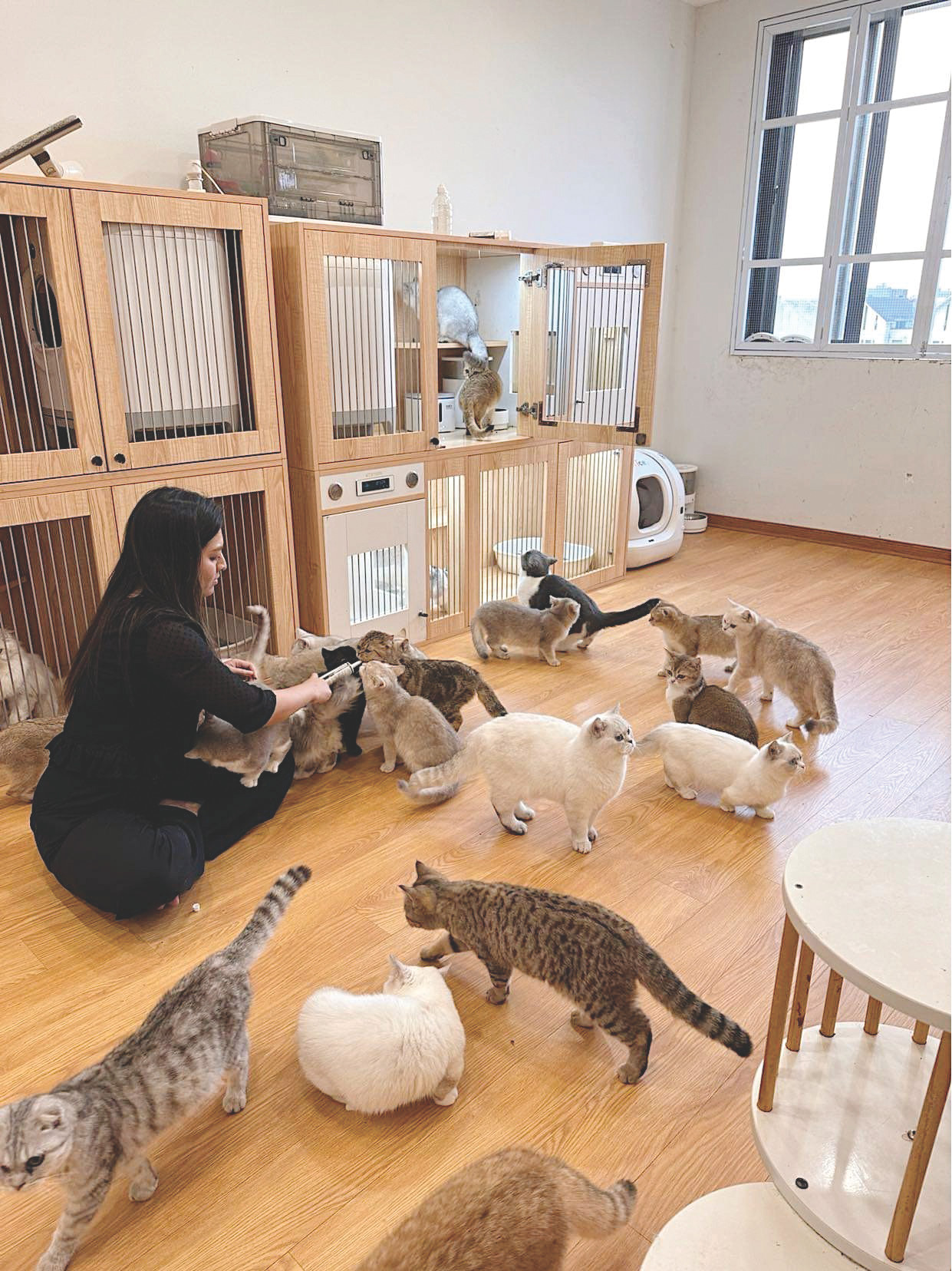 Để đạt điều kiện nhân giống, các chú mèo sẽ được chăm sóc đời sống vật chất và tinh thần theo chế độ đặc biệt