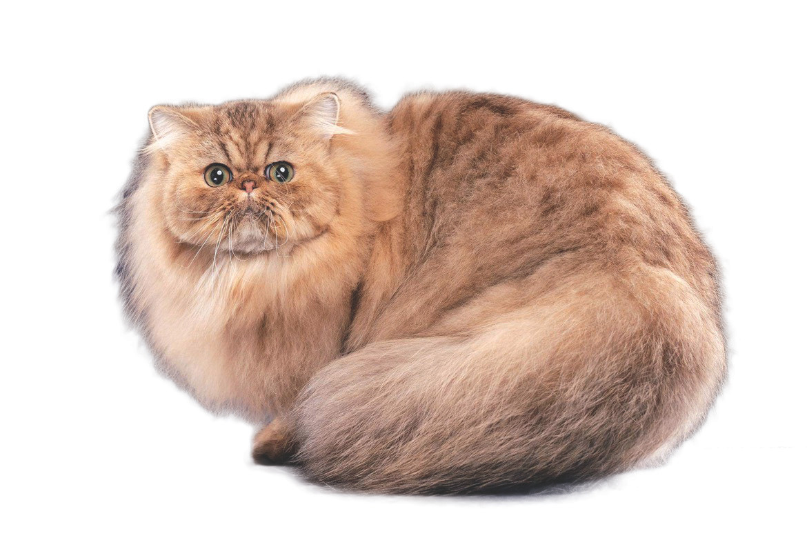 Neymar- chú mèo Ba Tư đoạt giải cao nhất cuộc thi Mèo đẹp quốc tế 2022