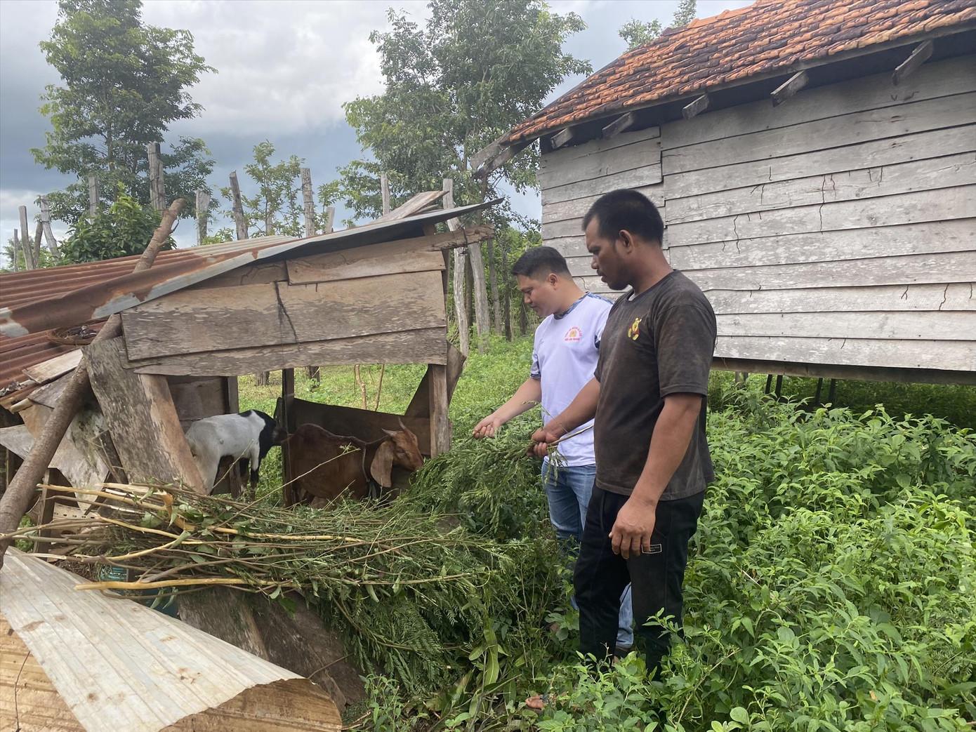 Rơ Âu Y Măng chăm sóc cặp dê của Công an huyện Ea H’leo trao tặng