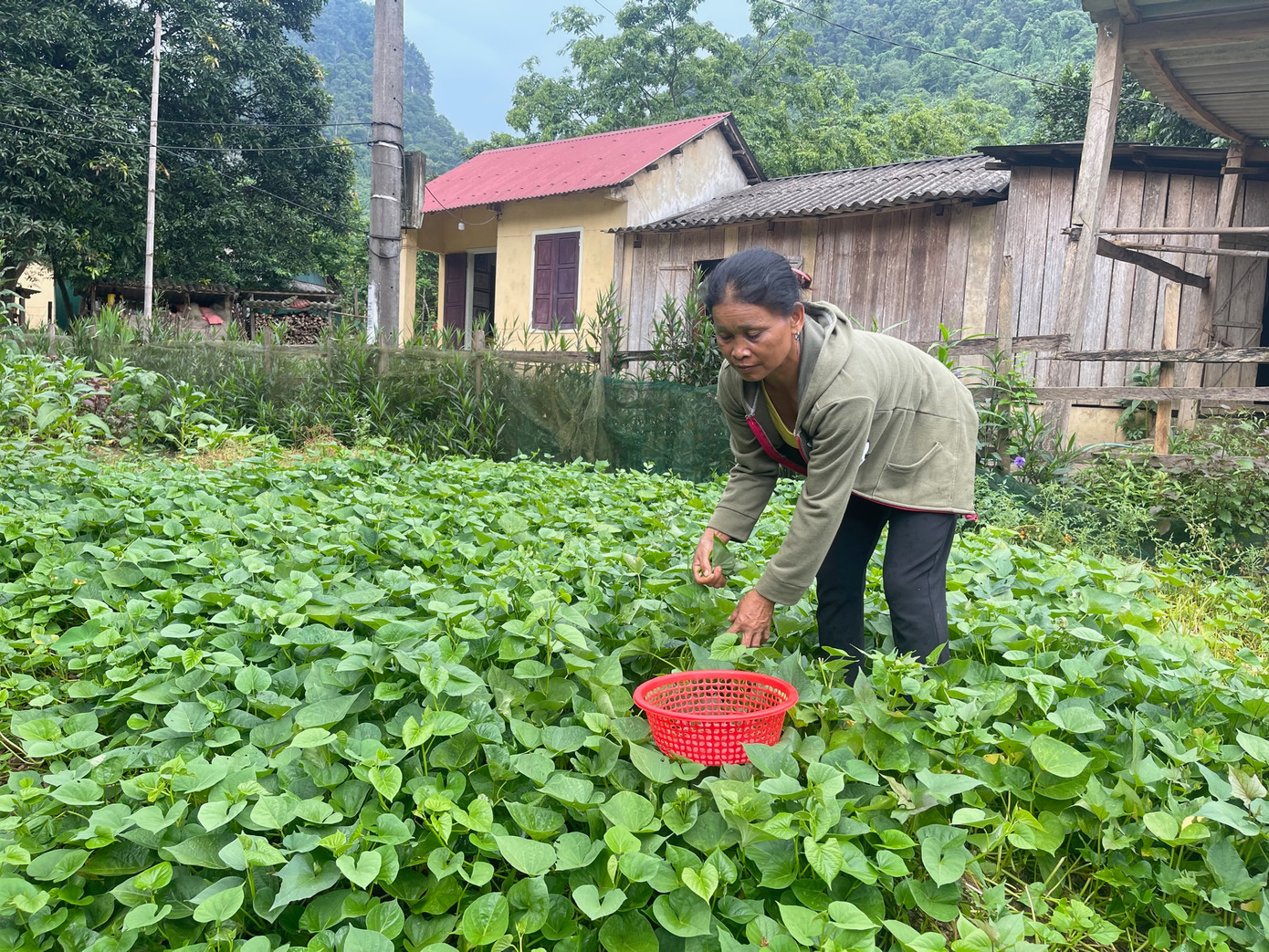 Bà Pấy và vườn rau xanh mướt trước sân nhà Bà Pấy và vườn rau xanh mướt trước sân nhà