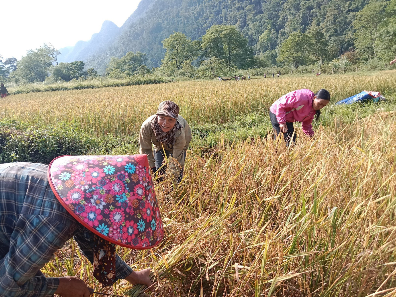 Bà Pấy (giữa) cùng dân bản gặt lúa Bà Pấy (giữa) cùng dân bản gặt lúa