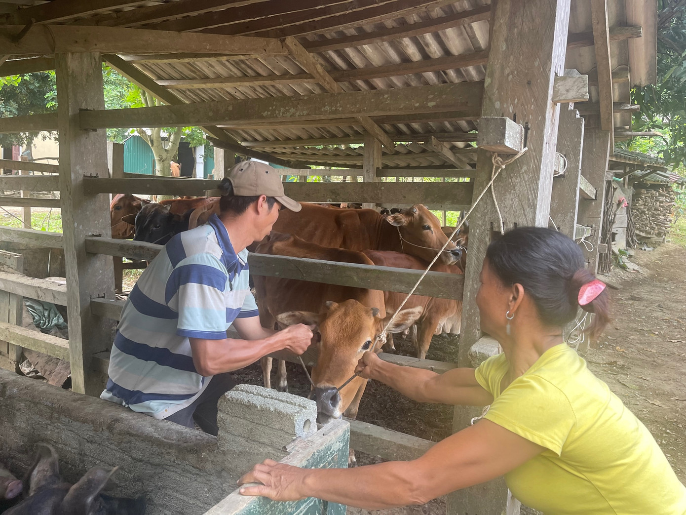 Bà Pấy hỗ trợ cán bộ thú y tiêm phòng cho đàn bò nhà mình Bà Pấy hỗ trợ cán bộ thú y tiêm phòng cho đàn bò nhà mình