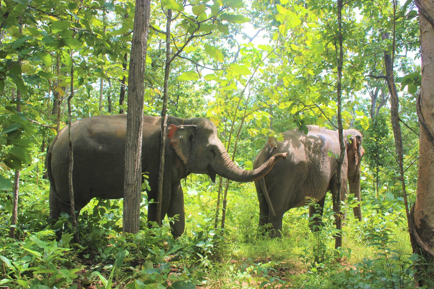 Voi nhà được “cứu hộ” đưa về rừng Voi nhà được “cứu hộ” đưa về rừng