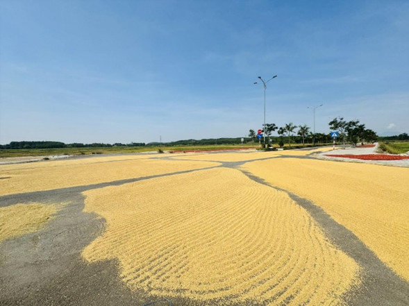 Nhiều năm qua, tuyến đường trở thành nơi phơi lúa, đậu, ớt... Ảnh: Nguyễn Ngọc Nhiều năm qua, tuyến đường trở thành nơi phơi lúa, đậu, ớt... Ảnh: Nguyễn Ngọc