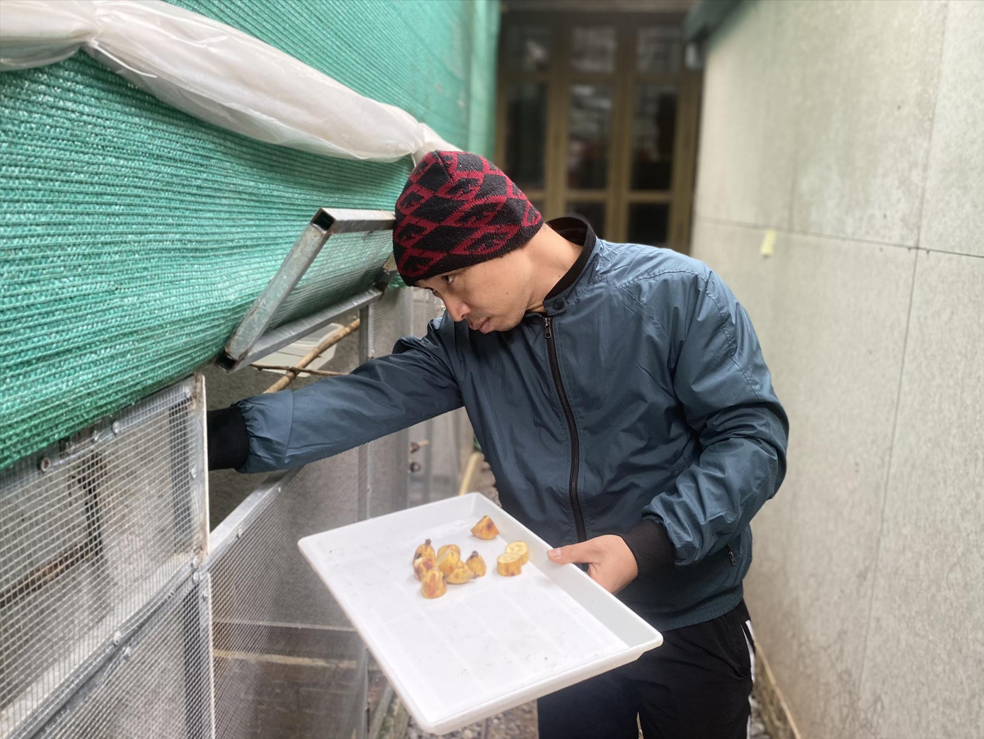 Anh Huy đang cho chim chào mào ăn. Thành phần chính là chuối và sâu quy.