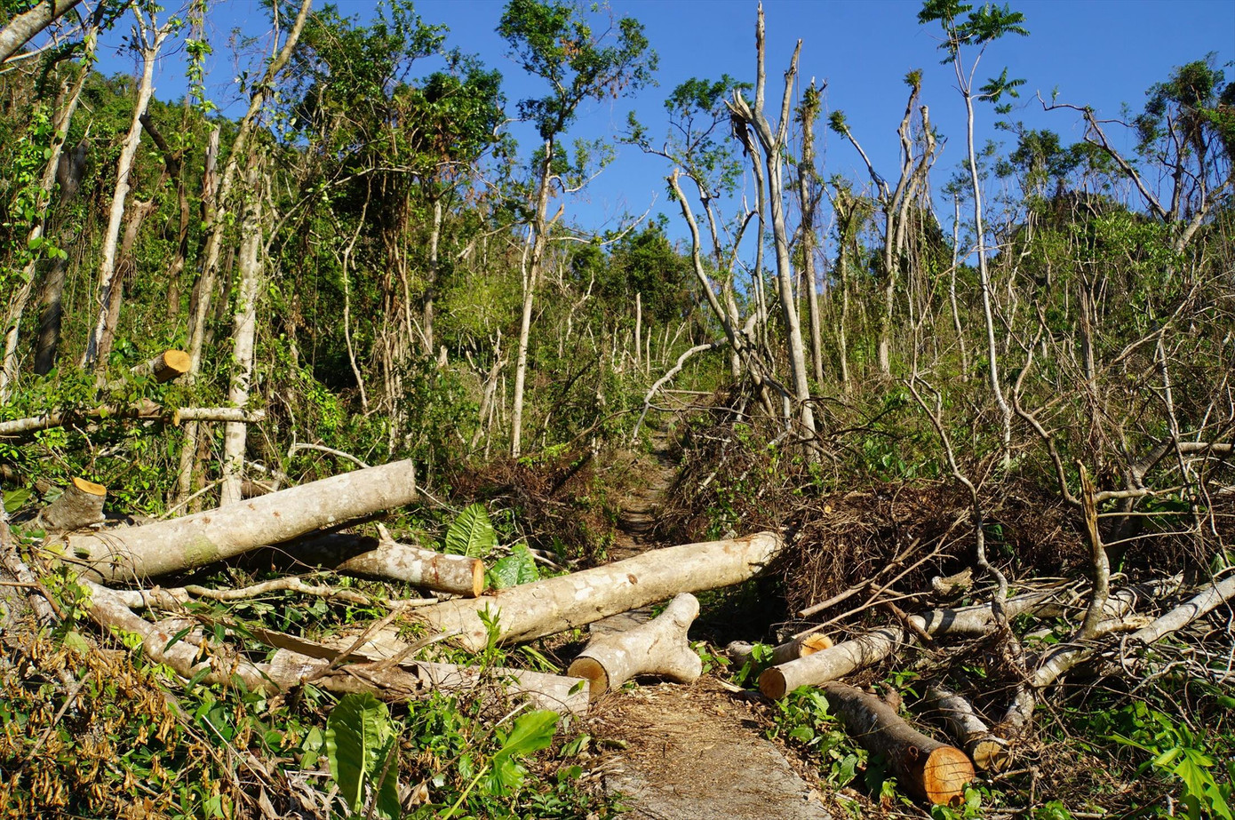 Vạt rừng Áng Rạng, VQG Cát Bà tan hoang sau bão số 3. Ảnh: Nguyễn Hoàn Vạt rừng Áng Rạng, VQG Cát Bà tan hoang sau bão số 3. Ảnh: Nguyễn Hoàn