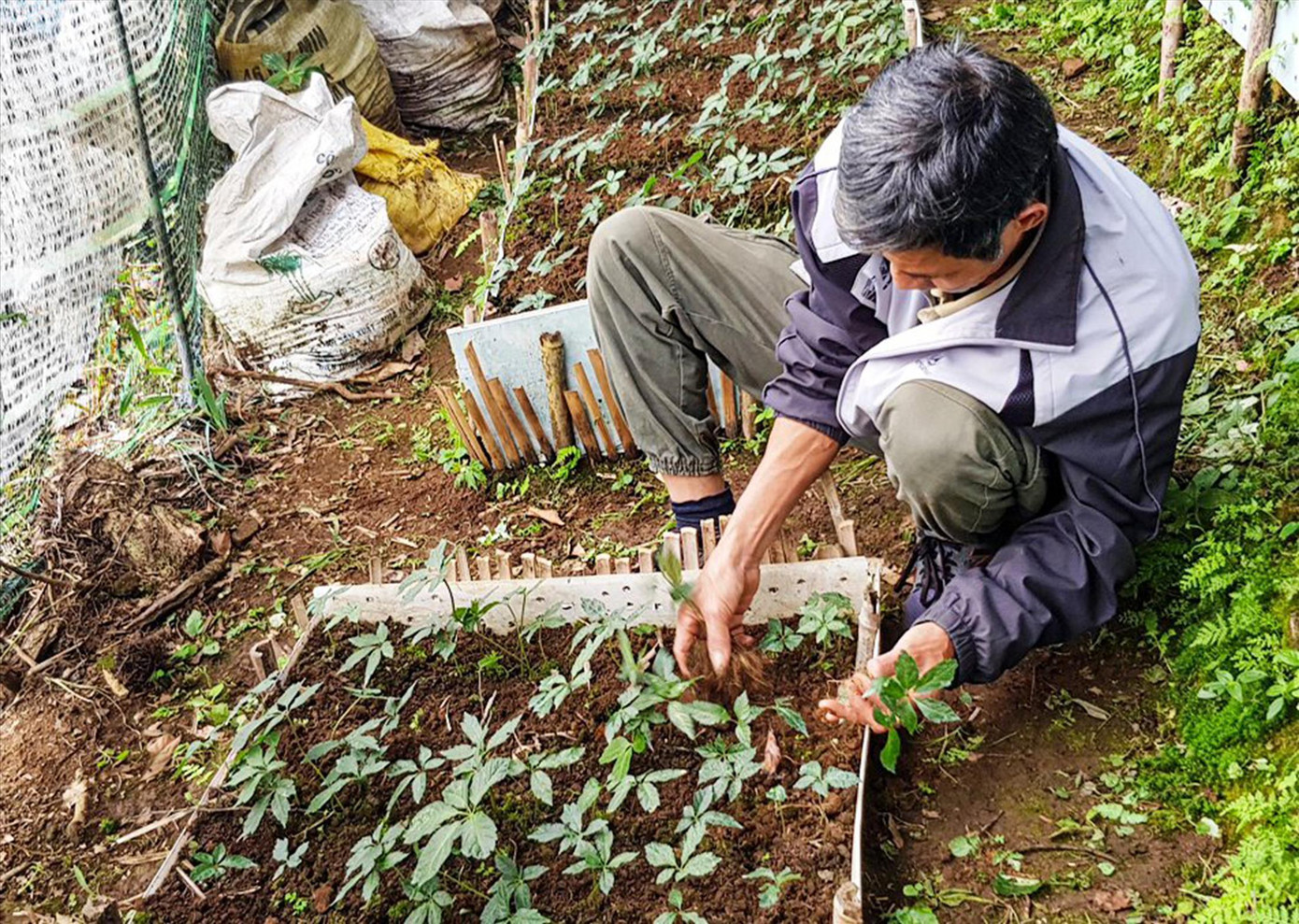Cây sâm giống được người dân Trà Linh làm quà tặng nhau, là của hồi môn cho con cháu sau này Ảnh: Nguyễn Thành