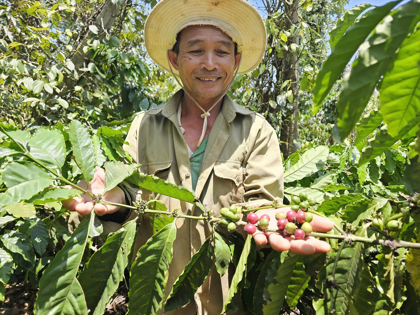 Nông dân vui mừng khi cà phê được giá