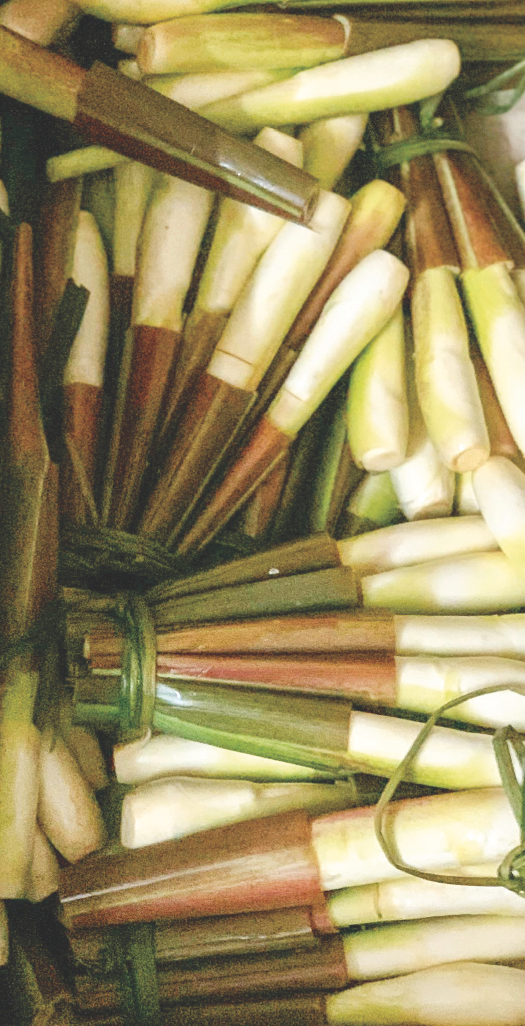 Củ “đùi mỹ nhân”