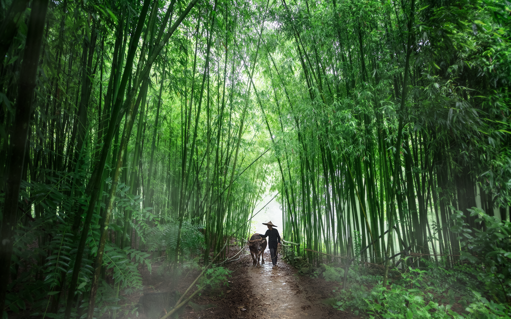 Quang cảnh của thung lũng Phong Nậm Quang cảnh của thung lũng Phong Nậm