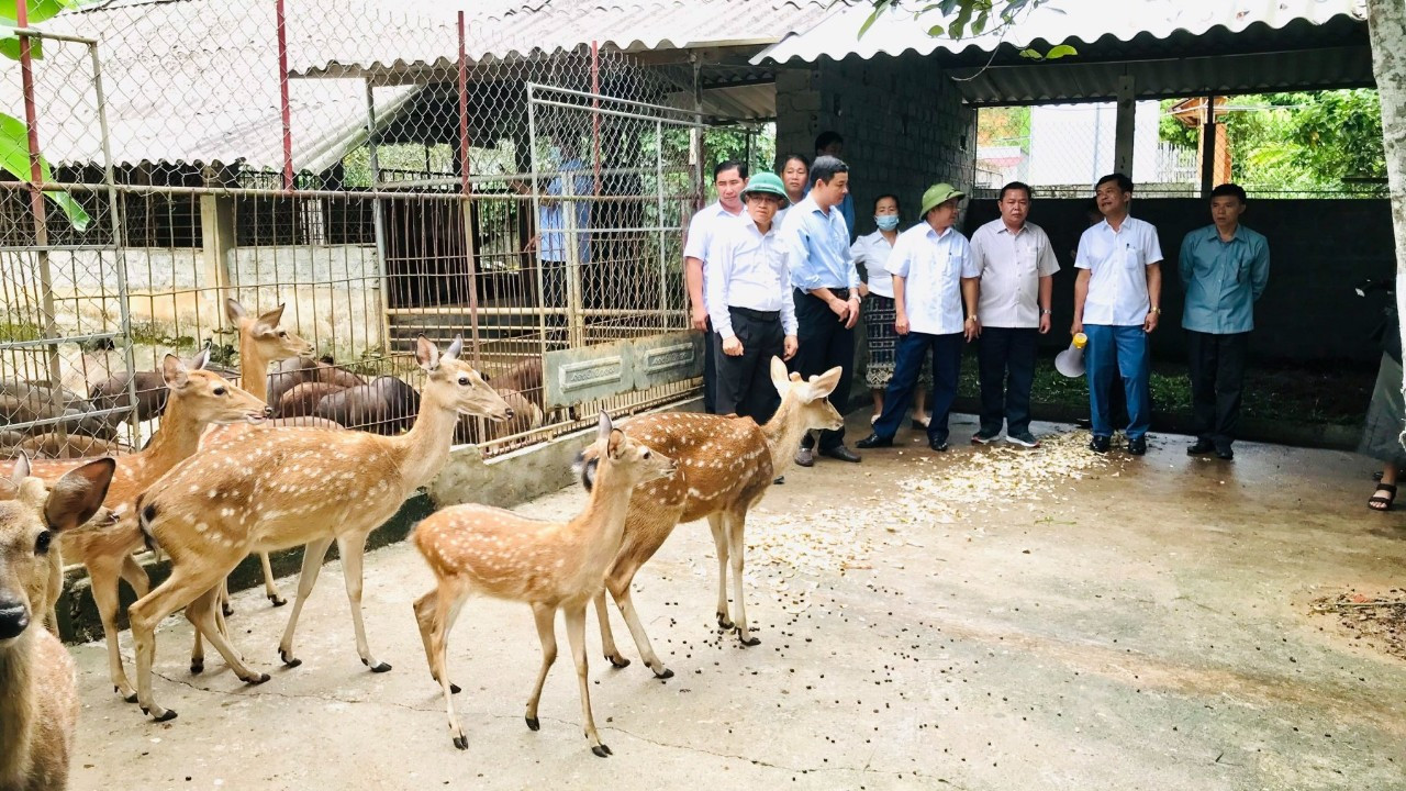 Lãnh đạo huyện Hương Sơn thăm một mô hình chăn nuôi Lãnh đạo huyện Hương Sơn thăm một mô hình chăn nuôi