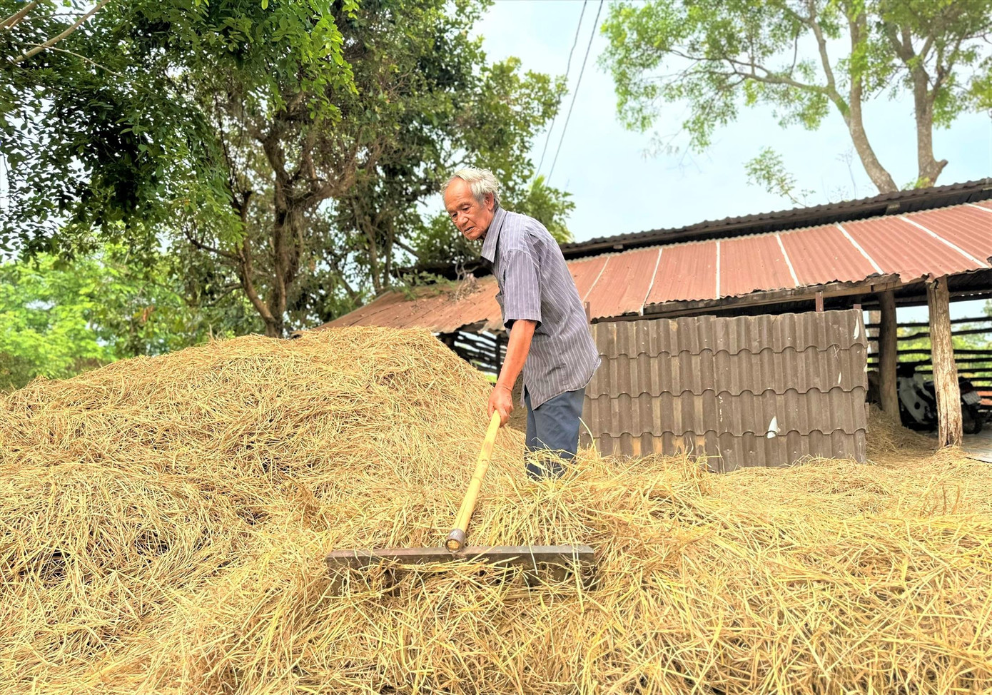 Già Y Luyện với công việc thường ngày