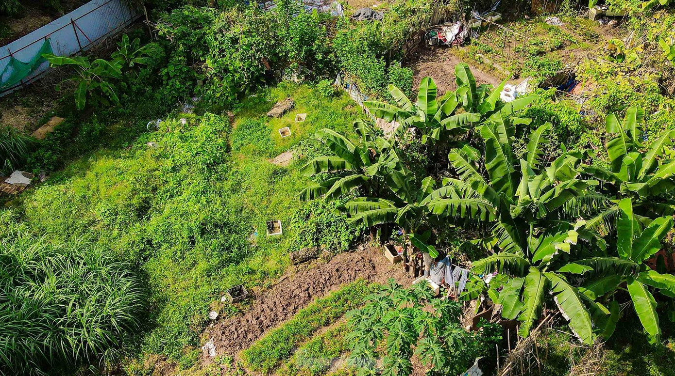 Hà Nội có những ô đất quy hoạch xây trường học bị bỏ hoang, người dân sử dụng trồng rau. Ảnh: Trọng Tài.