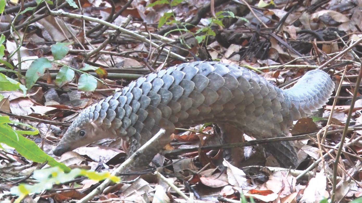 VQG U Minh hạ với thiên nhiên thuần khiết, trong lành, là nơi trú ngụ của nhiều loài động, thực vật quý hiếm