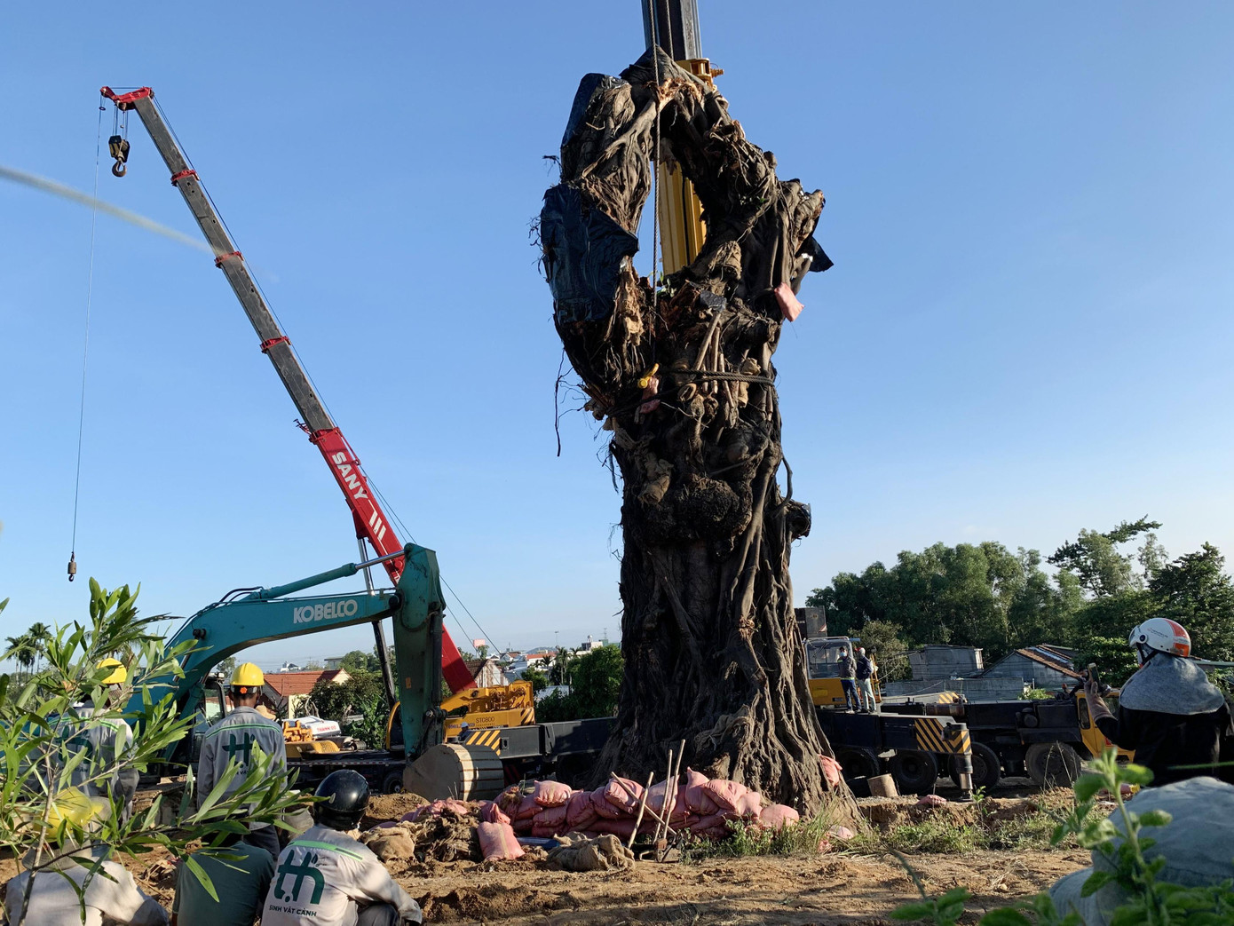 Đỡ “cụ” đa đứng thẳng bên triền núi Thiên Bút Đỡ “cụ” đa đứng thẳng bên triền núi Thiên Bút