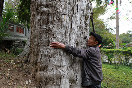 Cây táu bạc 2.100 năm tuổi