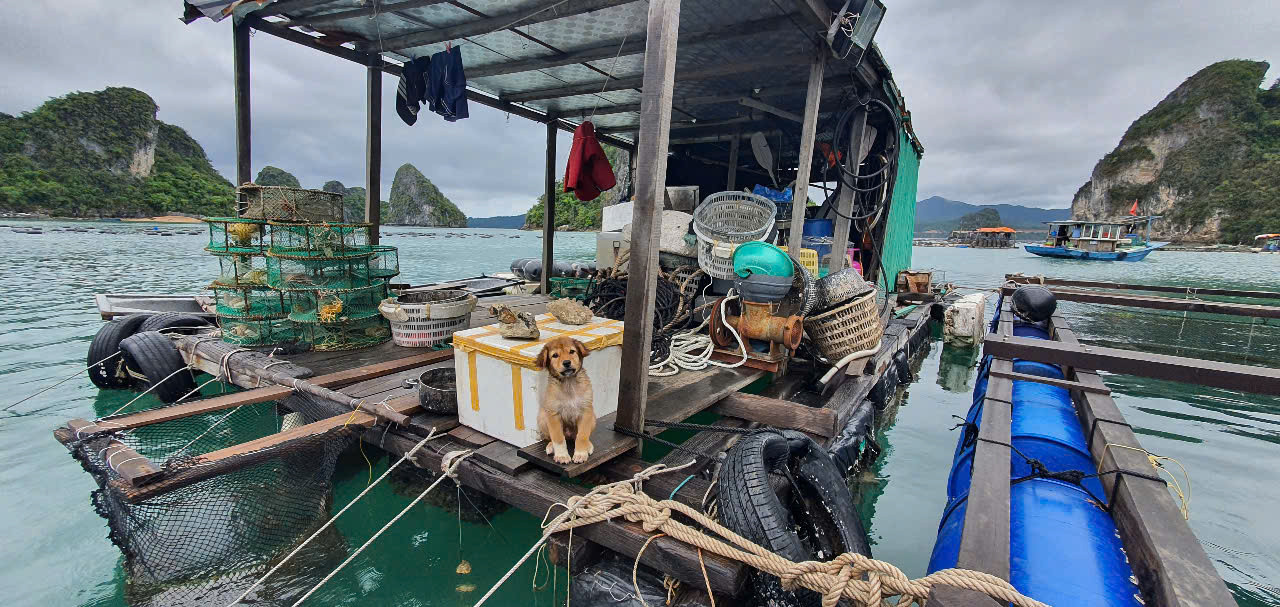 Lồng bè nhà anh Hòa