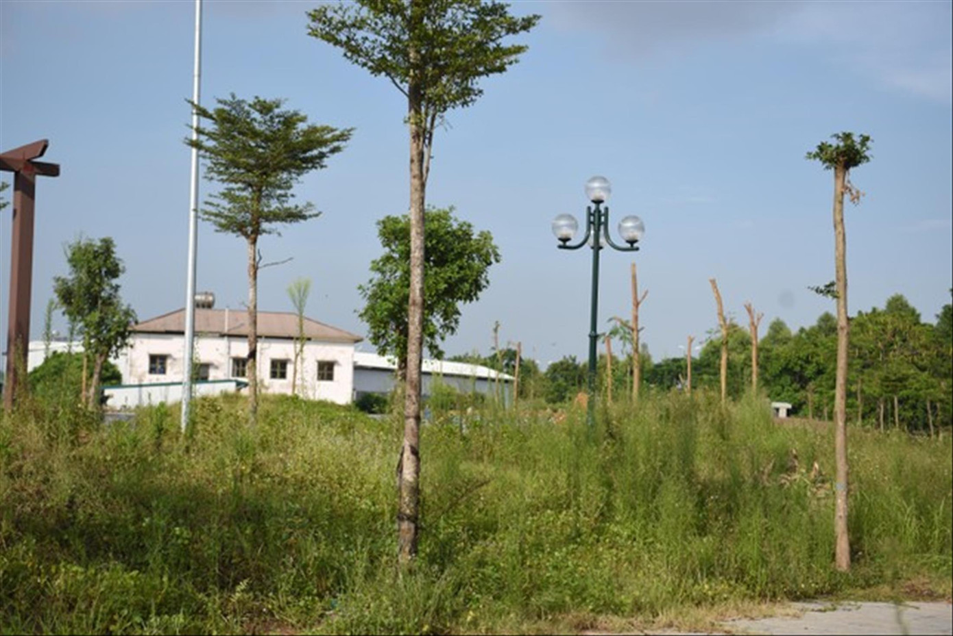 Cỏ dại mọc che toàn bộ lối đi tại vườn hoa Cự Khối (phường Cự Khối, quận Long Biên)