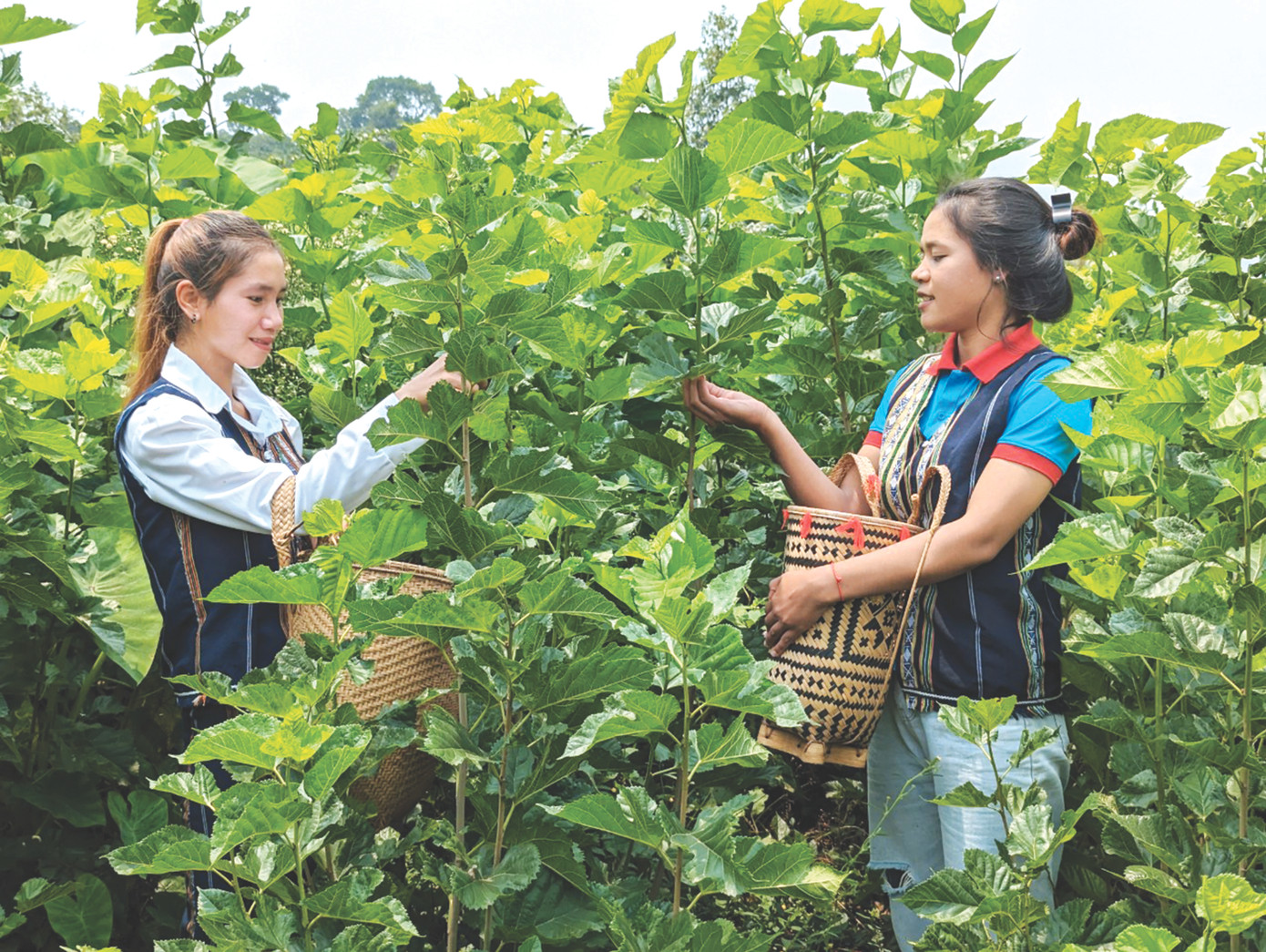 Dâu tằm "bén duyên" vùng đất Lâm Hà, tỉnh Lâm Đồng Dâu tằm "bén duyên" vùng đất Lâm Hà, tỉnh Lâm Đồng