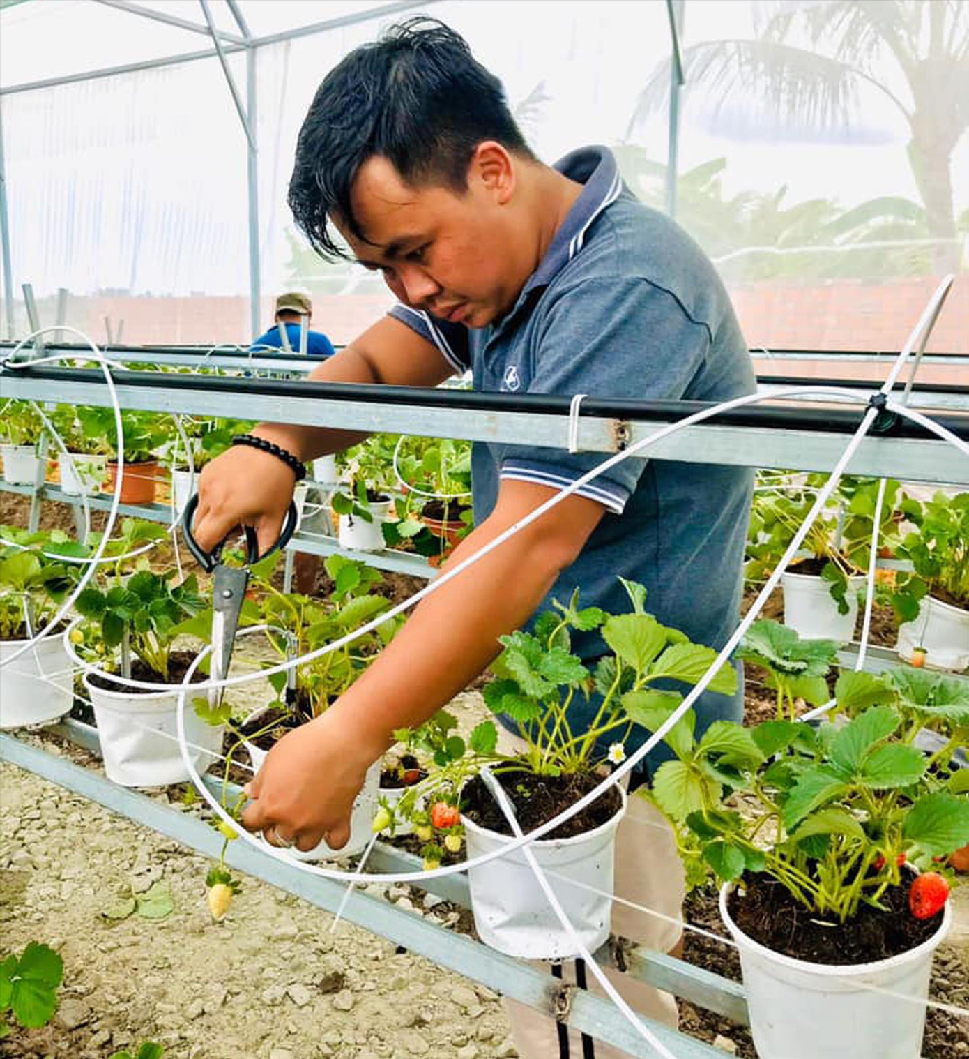 Anh Nguyễn Hữu Huy Hào tiên phong thử nghiệm trồng dưa lưới, dâu tây trên đất nhiễm mặn, phèn ở Cà Mau Ảnh: NVCC