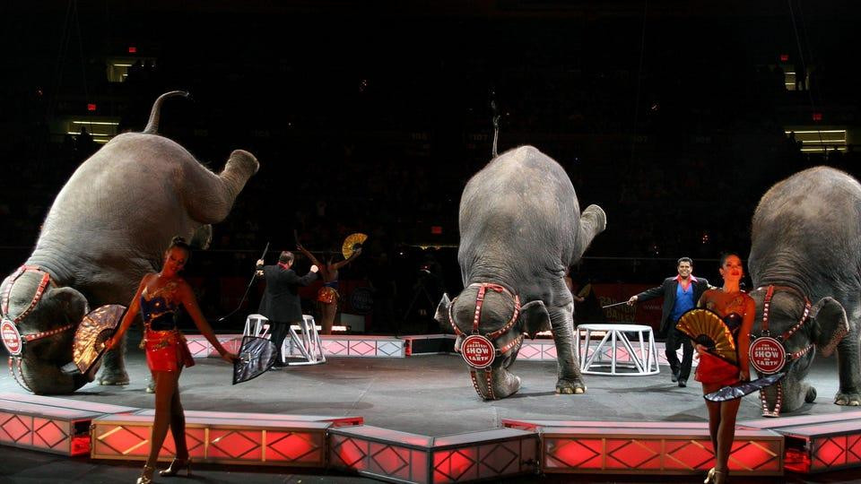 Voi biểu diễn trong tại rạp xiếc Ringling Brothers tại Madison Square Garden (New York), ngày 2/4/2007