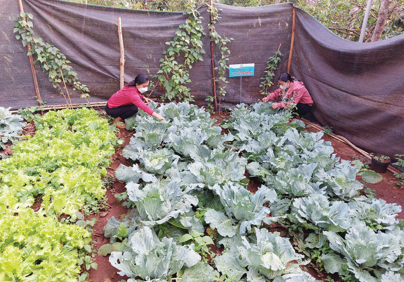 Mô hình vườn rau hạnh phúc của gia đình chị H’Juyl Ajun