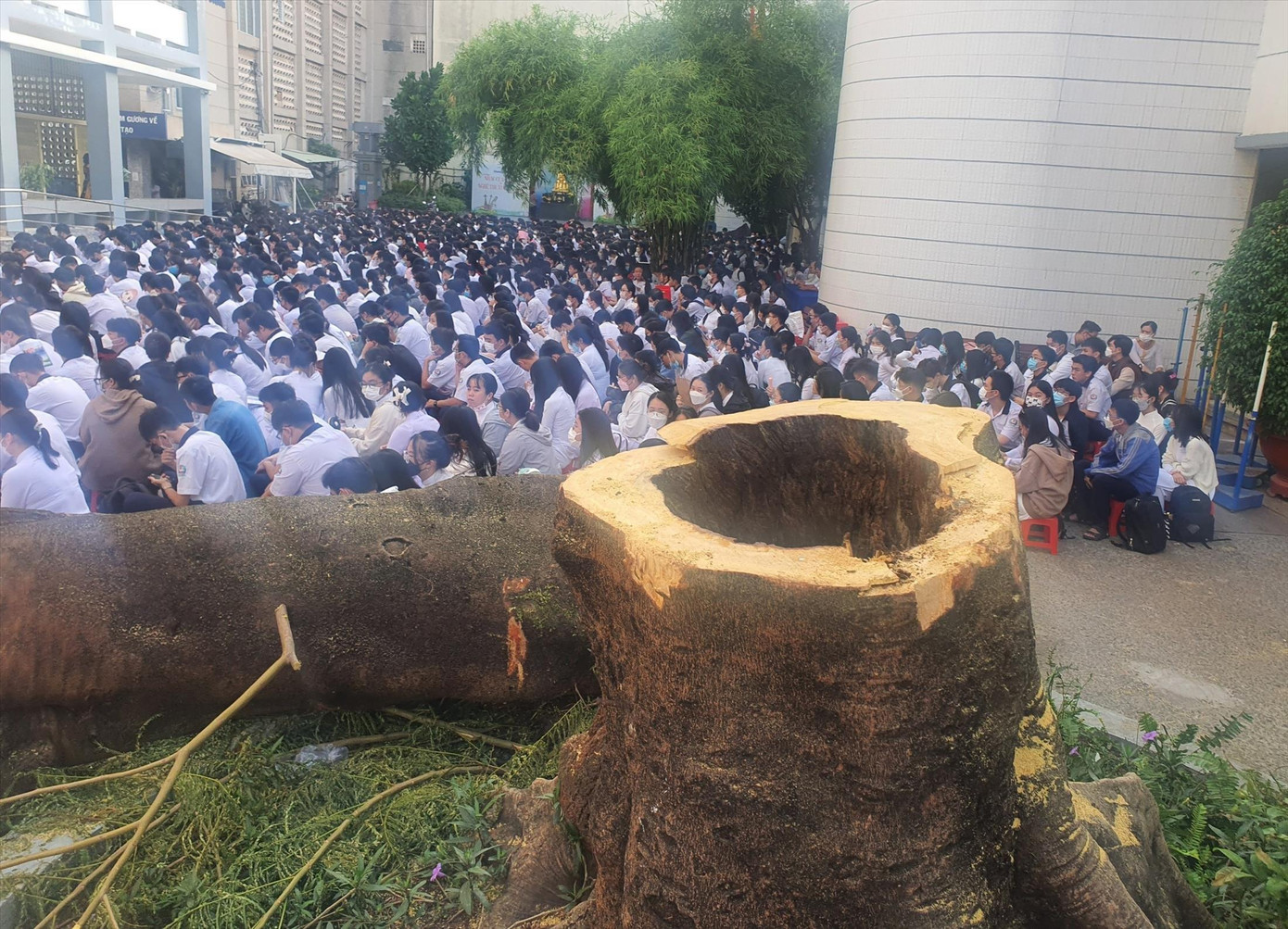 Thân cây phượng bị sâu và mục rỗng nghiêm trọng tại trường THPT Bùi Thị Xuân được phát hiện và cưa đổ hồi năm 2023 Ảnh: Nhàn Lê