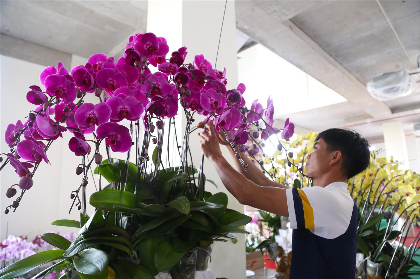 Tùy theo tay nghề, thợ cắm lan sẽ được trả 15.000 - 30.000 đồng/cành lan Tùy theo tay nghề, thợ cắm lan sẽ được trả 15.000 - 30.000 đồng/cành lan