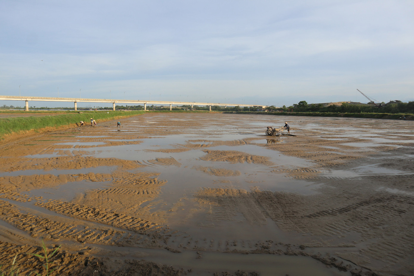 Triển vọng nuôi rươi ở vùng bãi bồi