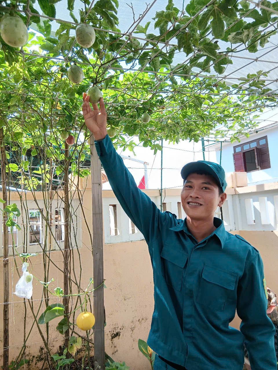 Giàn chanh leo trồng theo sách của gia đình anh Ninh