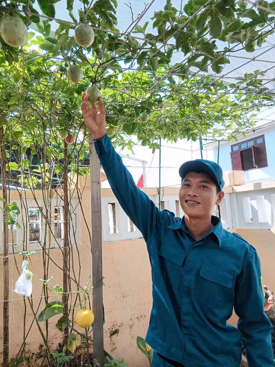 Giàn chanh leo trồng theo sách của gia đình anh Ninh